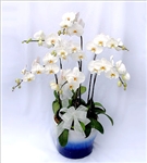 send butterfly orchids shenzhen