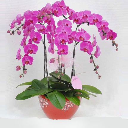send butterfly orchids chongqing