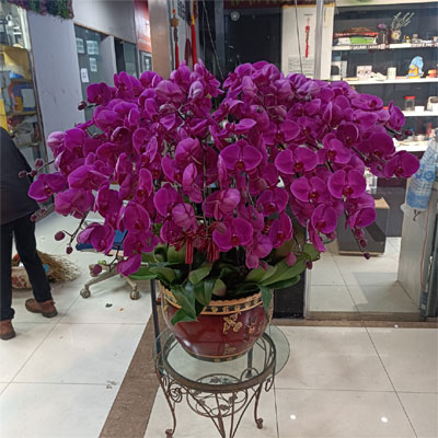 send 20 butterfly orchids Zhaoyang