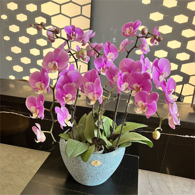 send butterfly orchids to  beijing