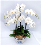 send butterfly orchids 