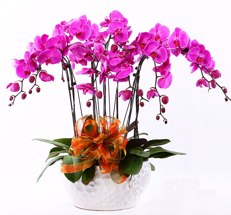 send butterfly orchids suzhou