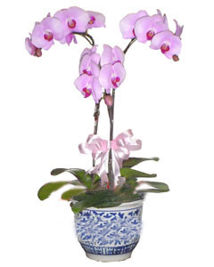 send butterfly orchids to 