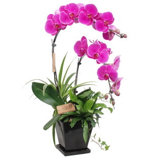 send butterfly orchids to 