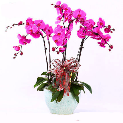 send butterfly orchids chengdu