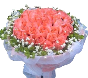 send 33 pink roses 