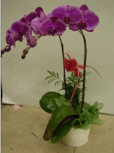 send butterfly orchids nanjing