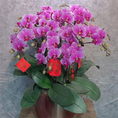 send butterfly orchids to  china