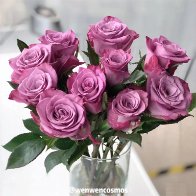 send purple roses in vase  